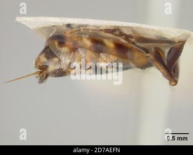 Pinned, Los Angeles, California, United States, Nomada (Nomada) elegantula Cockerell, 1903, Animalia, Arthropoda, Insecta, Hymenoptera, Apidae Stockfoto