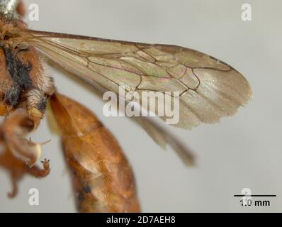 Pinned, Santa Cruz Mountains, California, United States, Nomada (Nomada) latifrons Cockerell, 1903, Animalia, Arthropoda, Insecta, Hymenoptera, Apidae Stockfoto