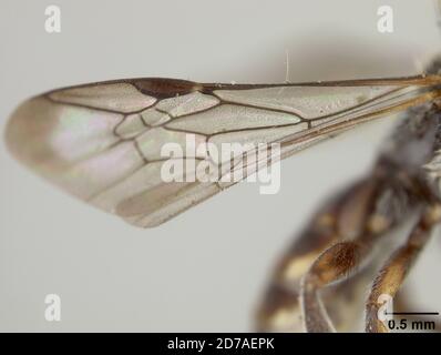 Pinned, Claremont, in der Nähe Berge, Los Angeles, Kalifornien, USA, Nomada melanosoma Cockerell, 1916, Animalia, Arthropoda, Insecta, Hymenoptera, Apidae Stockfoto