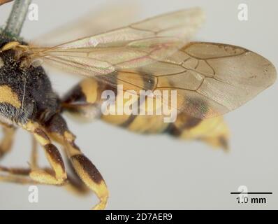 Pinned, Santa Cruz Mountains, California, United States, Nomada (Xanthidium) sanctaecrucis Cockerell, 1903, Animalia, Arthropoda, Insecta, Hymenoptera, Apidae Stockfoto