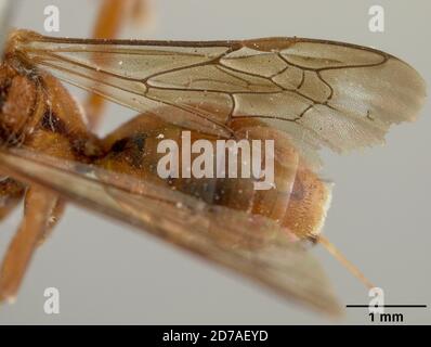 Pinned, Santa Cruz Mountains, California, United States, Nomada (Nomada) tintinnabulum Cockerell, 1903, Animalia, Arthropoda, Insecta, Hymenoptera, Apidae Stockfoto