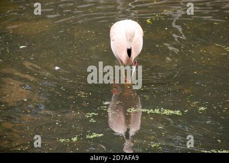 Wasserspiegelung eines chilenischen Flamingos in einem Teich, Phoenicopterus chilensis Stockfoto