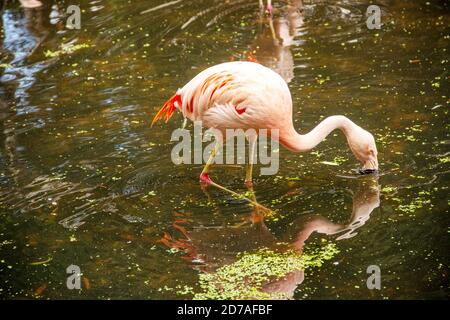 Seitenansicht eines chilenischen Flamingos, Phoenicopterus chilensis, ist eine Art von großen Flamingo Stockfoto