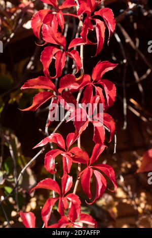 Virginia Creeper (Parthenocissus quinquefolia) Mit roten Blättern im Herbst oder oktober Stockfoto