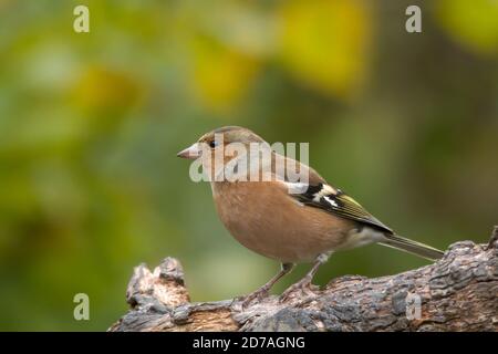 Buchfink (Fringilla coelebs) Männchen, UK Stockfoto