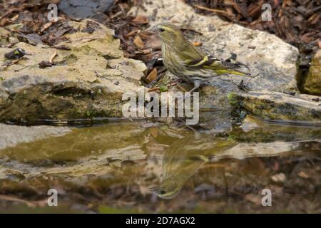 Siskin (Spinus spinus), auch als gewöhnliche Siskin, Eurasische Siskin oder Europäische Siskin, ein weiblicher Vogel besucht einen Teich für Trinkwasser Stockfoto