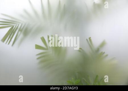 Grüne Pflanzen im Nebel mit Stielen und Blättern hinter Milchglas. Selektiver Fokus Stockfoto