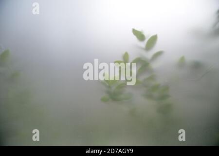 Grüne Pflanzen im Nebel mit Stielen und Blättern hinter Milchglas. Selektiver Fokus Stockfoto