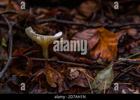 Infundibulicybe geotropa, auch bekannt als Troopingtrichter oder Mönchskkopf, ist ein trichterförmiger Toadstool, der in Europa und in Nordamerika weit verbreitet ist Stockfoto