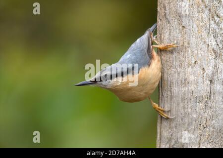 Nuthatch (Sitta europaea), UK Stockfoto