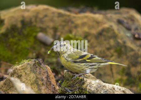 Siskin (Spinus spinus), auch als gewöhnliche Siskin, eurasische Siskin oder Europäische Siskin, ein weiblicher Vogel Fütterung Stockfoto