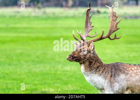 Ein Damhirsch, Dama dama, bei Holkham im Norden Norfolks. Stockfoto