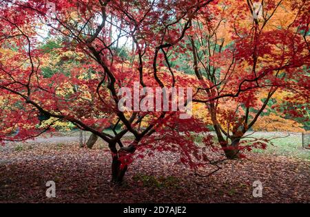 Herbstfarben. Ahornbaum in einer Farbenpracht mit Blättern auch auf dem Boden, fotografiert in Westonburt Arboretum, Gloucestershire, UK. Stockfoto