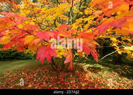 Herbstfarben. Ahornbaum in einer Farbenpracht mit Blättern auch auf dem Boden, fotografiert in Westonburt Arboretum, Gloucestershire, UK. Stockfoto