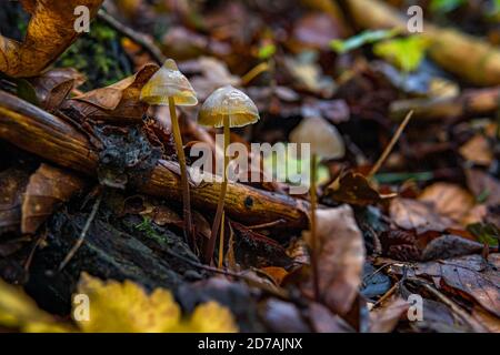Mycena epipterygia ist eine Art von Pilzen in der Familie Mycenaceae von Pilzen häufig in Europa gefunden Stockfoto
