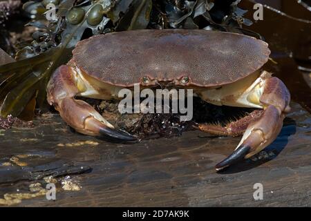 Brown Crab (Cancer Pagurus), 54 individuelle Bilder mit 1:1-Vergrößerung, gestapelt, um immense Details und Schärfentiefe während der Aufnahme zu liefern Stockfoto