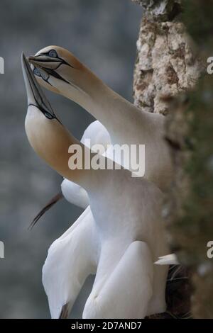 Nördliche Gannets, Morus bassanus Stockfoto