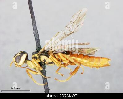 Avalon, Cape May, New Jersey, USA, Xiphydria erythrogaster Ashmead, 1903, Animalia, Arthropoda, Insecta, Hymenoptera, Symphyta, Xiphydriidae Stockfoto