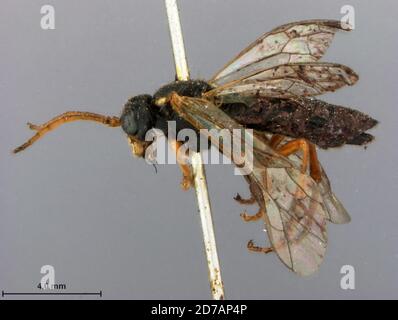 Popof Island, Aleutians East, Alaska, United States, Tenthredo harrimani Kincaid, 1900, Animalia, Arthropoda, Insecta, Hymenoptera, Symphyta, Tenthredinidae Stockfoto