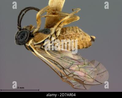 Charter Oak, Huntingdon, Pennsylvania, United States, Periclista hicoriae Rohwer, 1917, Animalia, Arthropoda, Insecta, Hymenoptera, Symphyta, Tendredinidae Stockfoto