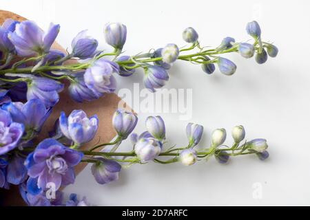 Delphinium, zwei Blumen, Nahaufnahme Stockfoto