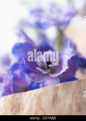 Delphinium, Nahaufnahme, hellblau Stockfoto
