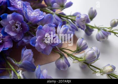 Hellblaue Farbtöne Delphinium, Nahaufnahme Stockfoto