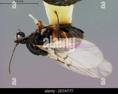 East Falls Church, Arlington, Virginia, USA, Drycocosmus albidus Weld, 1944, Animalia, Arthropoda, Insecta, Hymenoptera, Cynipidae Stockfoto