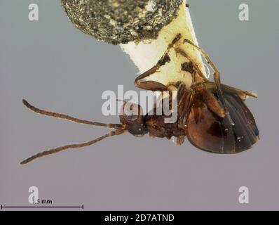 East Falls Church, Arlington, Virginia, Vereinigte Staaten, Zopheroteras guttatum Weld, 1952, Animalia, Arthropoda, Insecta, Hymenoptera, Cynipidae Stockfoto