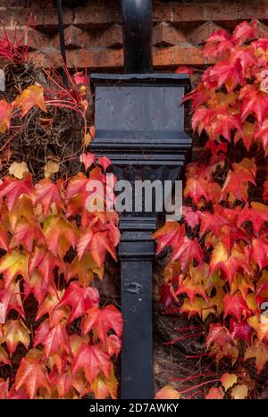 Regenwassertrichter auf Dachrinnen umgeben von Herbstblättern, bunte Herbstblätter wachsen über Dachrinnen und Abfluss auf altem Haus, architektonisch. Stockfoto