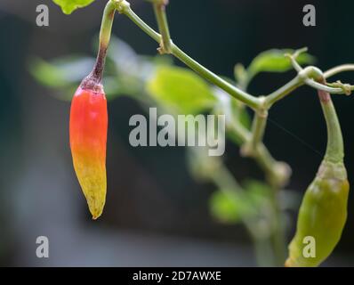 Orange gelblich Vogel Chili Nahaufnahme bereit zu reifen Nahaufnahme Makrofoto Stockfoto