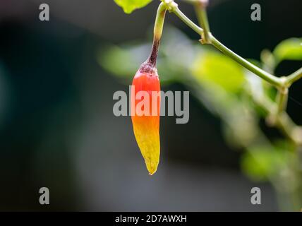 Bunte Vogel Chili Nahaufnahme bereit zu reifen Nahaufnahme Makro Stockfoto