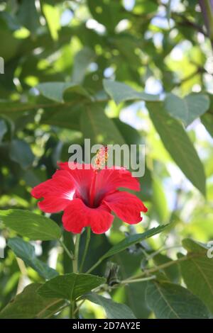 Hibiskus blüht in Nahaufnahme. Blühender Hibiskusbaum. Getrockneter Hibiskus ist essbar. Hibiscus rosa-sinensis haben medizinische Anwendungen im indischen Ayurveda. Stockfoto