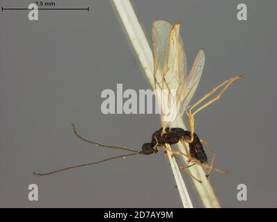 Popof Island, Aleutians East, Alaska, United States, Exothecus alaskensis Ashmead, Animalia, Arthropoda, Insecta, Hymenoptera, Braconidae Stockfoto