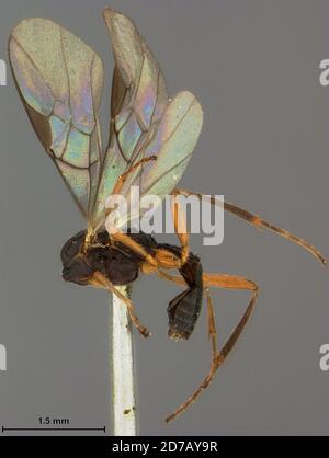 Popof Island, Aleutians East, Alaska, United States, Dyscole alaskensis Ashmead, Animalia, Arthropoda, Insecta, Hymenoptera, Braconidae Stockfoto