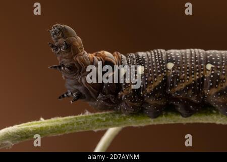 Elefant Falke Motte auf grüne Pflanze Makrofotografie Stockfoto