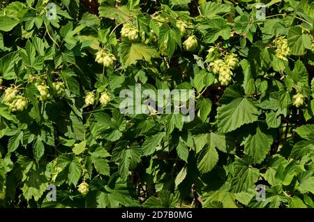 Weibliche Blüten von Humulus lupulus, auch Hopfen genannt, im Wald unter der warmen Sonne, Sofia, Bulgarien Stockfoto