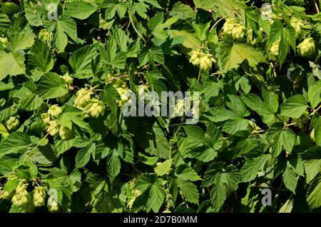 Weibliche Blüten von Humulus lupulus, auch Hopfen genannt, im Wald unter der warmen Sonne, Sofia, Bulgarien Stockfoto