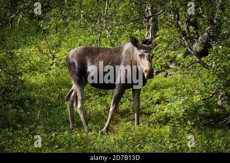 Elchkuh auf einer grünen Wiese mit Bäumen in weich Sonnenlicht im Sommer Stockfoto