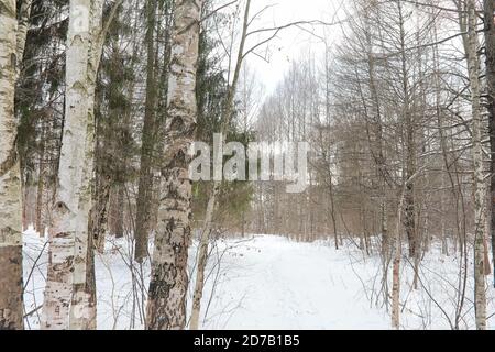 Winterlandschaft Schnee bedeckten Weiten. Ein Park im Winter in den Schnee. Straße an einem Wintertag. Stockfoto