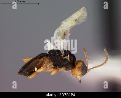 Patagonia, Santa Cruz, Arizona, USA, Leiophron pallidipennis Loan, Animalia, Arthropoda, Insecta, Hymenoptera, Braconidae Stockfoto