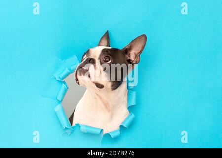 Ein Boston Terrier Hund klettert durch ein Loch in das blaue Papier und schaut nach oben. Kreativ. Stockfoto