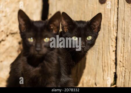 Zwei kleine schwarze streunende Katzen, fast Zwillinge, schauen aufmerksam auf die Kamera, mit der ich sie in der kleinen Stadt Erz, Aragon, Spanien, fotografiere. Stockfoto
