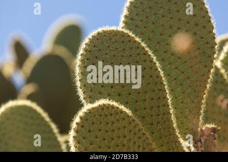 Detail eines Kaktus mit Stacheln, in der kleinen Stadt von Erzen, Aragon, Spanien. Stockfoto