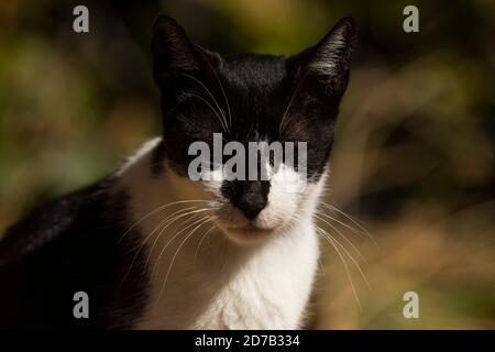 Eine schwarz-weiß gefleckte Katze ruht auf einem alten Fenster und sonnt sich faul. Stockfoto