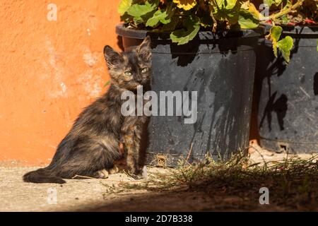 Eine kleine streunende Katze schaut sich in der kleinen Stadt Erze, Aragon, Spanien, um. Stockfoto