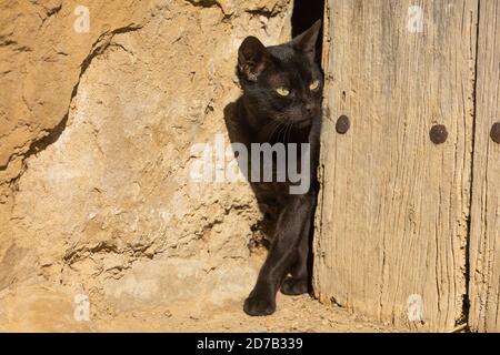 Eine schwarze streunende Katze, vorsichtig aus einer alten Holztür in der kleinen Stadt der Erze, Aragon, Spanien, guckend. Stockfoto