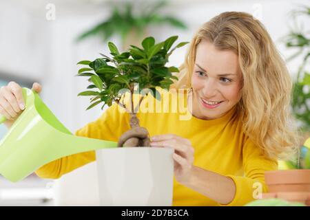 Keimlinge von vergissmeinnicht Blume in einem Kunststoffbehälter mit Feldspritze Stockfoto
