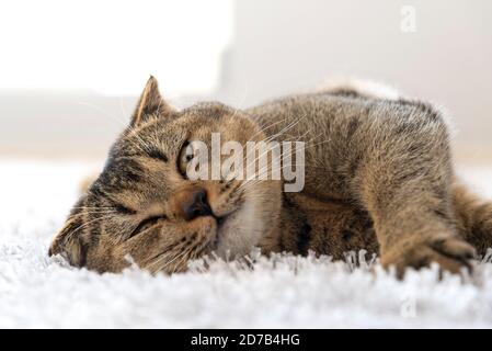Schottische Faltenkatze liegt auf einem leichten flauschigen Teppich Stockfoto