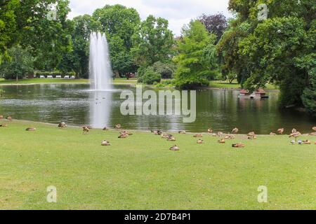 Viele Enten im Park in Deutschland.Ägyptische Gans, Alopochen aegyptiacus. Stockfoto